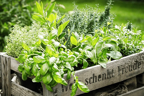 Sahu City Lucknow-Herb-Garden